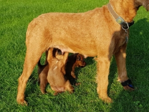 Irish Welpe vom haseland Irish Terrier Welpe saug im stehen an der Zitze