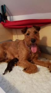 Nele mit Welpe stolze Irish Terrier Hündin mit ihrem frischen Welpen