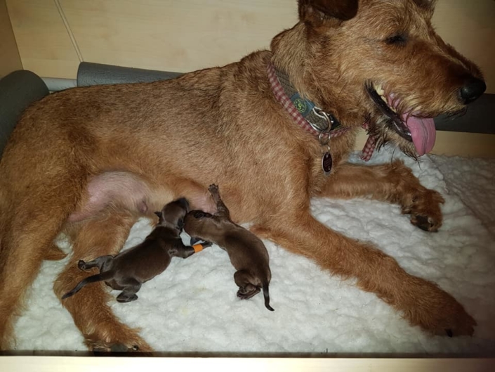 rieke mit Welpen frisch geworfene irish Terrie welpen in dr Wurfkistee