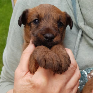 Haseland Welpe Irish Terrier Welpe auf dem arm