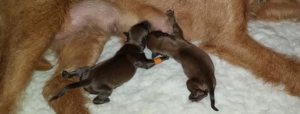 Welpen vom Haseland zwei gerade geborene Irish Terrier Welpen