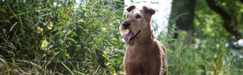 Irish Terrier vom Haseland
