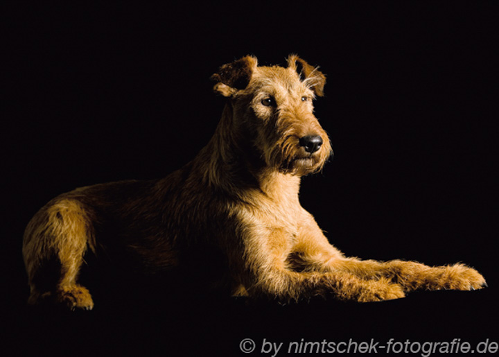 Irish Terrier vom Haseland