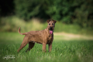 Irish Terrier Purple Haze Donovan vom Haseland