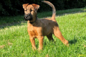 Irish Terrier vom Haseland Irish Terrier champ als Welpe