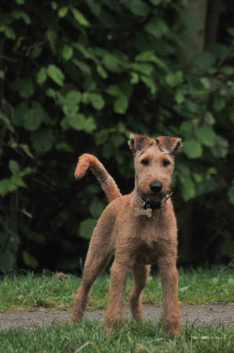 Irish Terrier vom Haseland