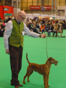 Irish Terrier vom Haseland Im Ausstellungs ring