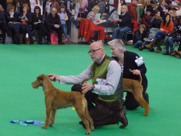 Irish Terrier vom Haseland wir auf der Crufts Julia Sari