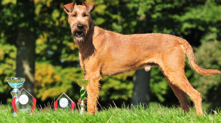 Irish Terrier champ vom Haseland Irish Terrier Purple Haze Donovan mit seinen Pokalen