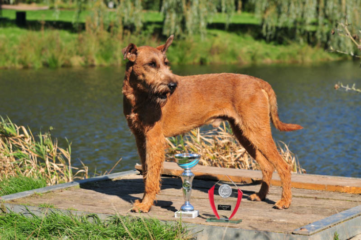 Irish Terrier vom Haseland