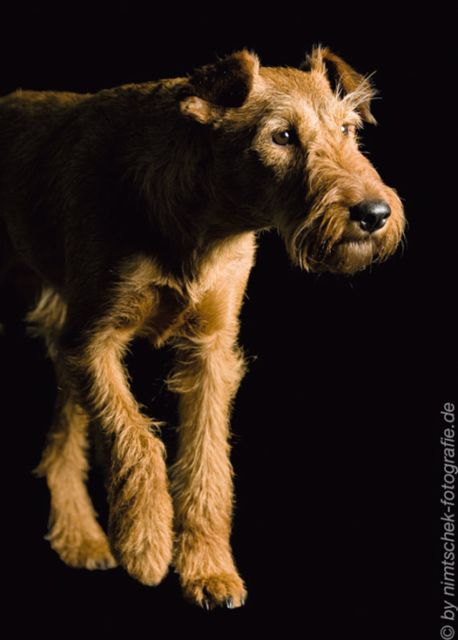 Irish Terrier vom Haseland Frieda - Gräfin Claire vom Haseland“