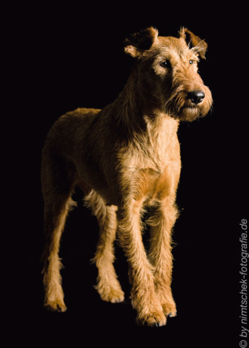 Irish Terrier vom Haseland Frieda - Gräfin Claire vom Haseland“