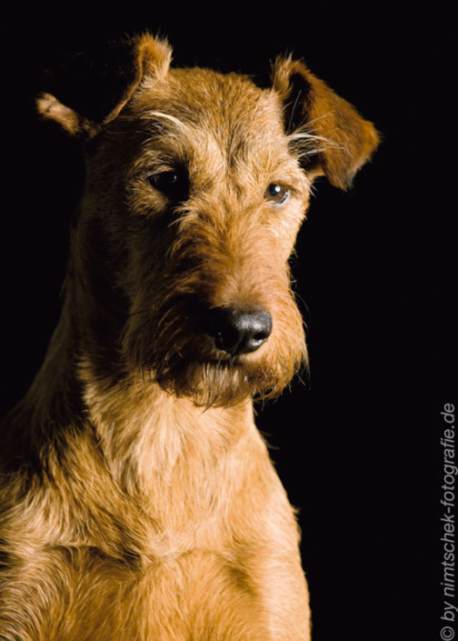 Irish Terrier vom Haseland Frieda - Gräfin Claire vom Haseland“