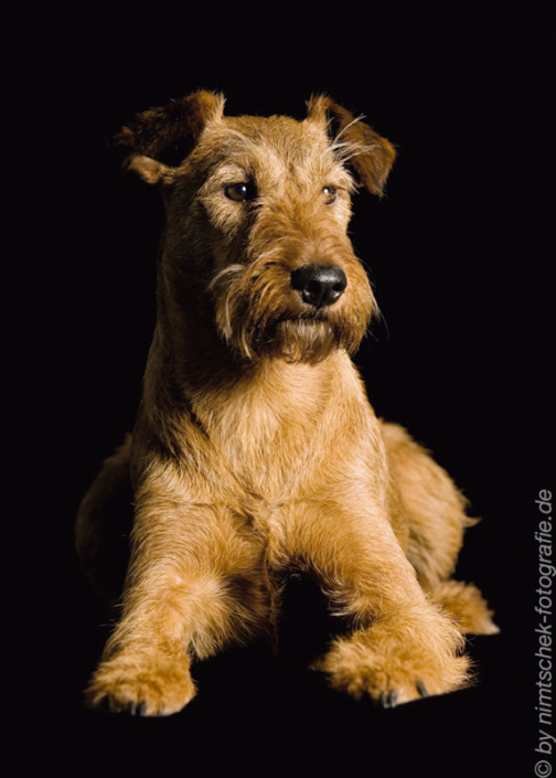 Irish Terrier vom Haseland Frieda - Gräfin Claire vom Haseland“