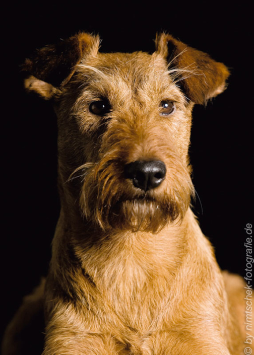 Irish Terrier Gräfin Claire vom Haseland Irish Terrier Gräfin Claire vom Haseland