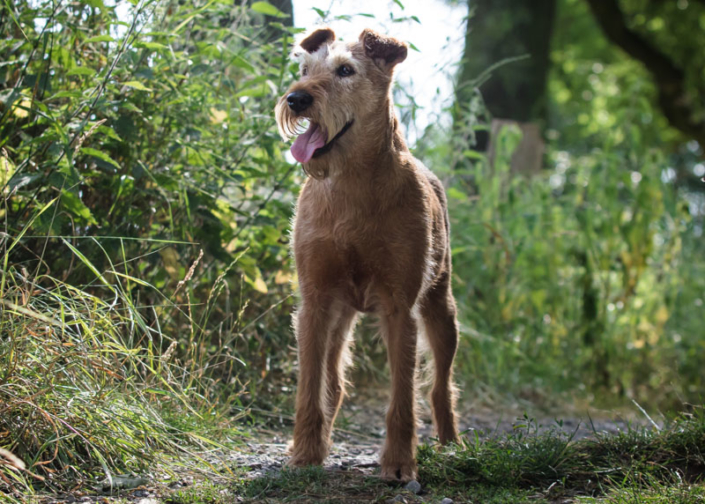 Irish Terrier vom Haseland Frieda - Gräfin Claire vom Haseland“