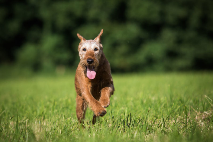 Irish Terrier vom Haseland Frieda - Gräfin Claire vom Haseland“