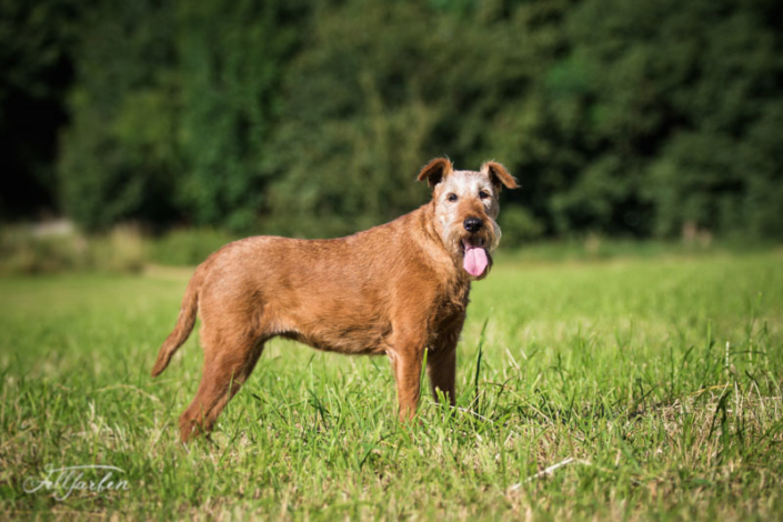 Irish Terrier vom Haseland Frieda - Gräfin Claire vom Haseland“
