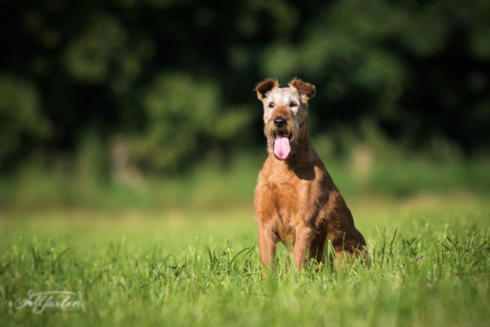 Irish Terrier vom Haseland Frieda - Gräfin Claire vom Haseland“