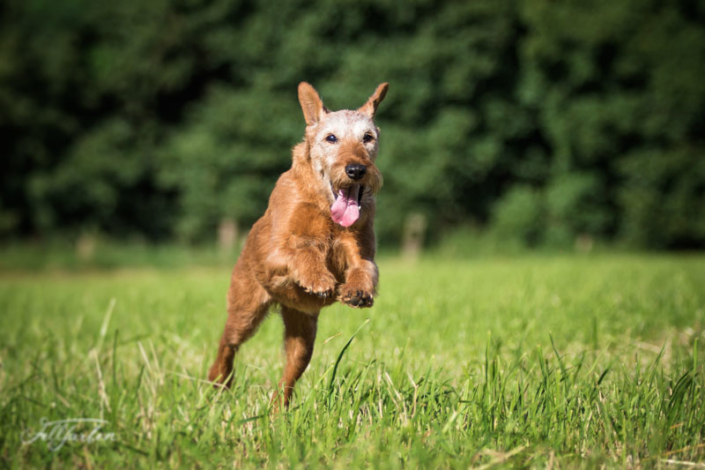 Irish Terrier vom Haseland Frieda - Gräfin Claire vom Haseland“