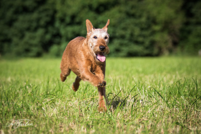 Irish Terrier vom Haseland Frieda - Gräfin Claire vom Haseland“