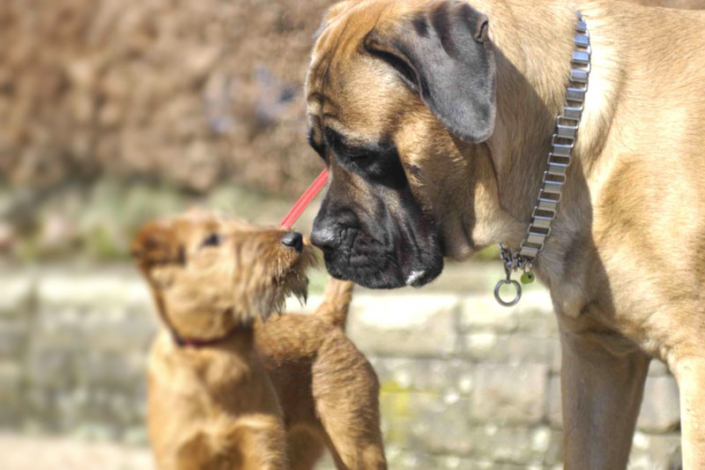 Irish Terrier vom Haseland Frieda - Gräfin Claire vom Haseland