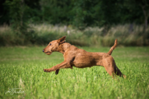 Irish Terrier vom Haseland Käthe rennt über eine Weise
