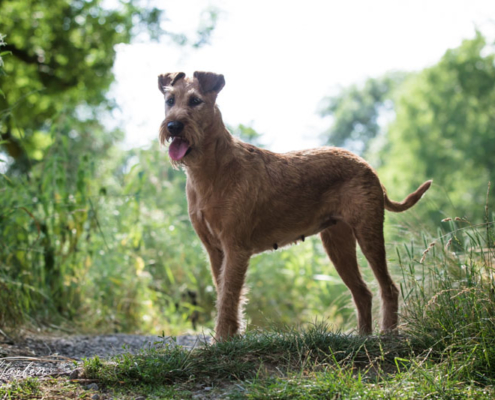 Irish Terrier vom Haseland donovan Rieke vom Haseland