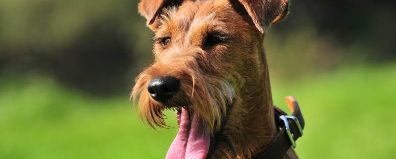 Trudy vom Haseland irish Terrier Trudy vom Haseland