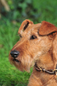 Irish Terrier Frieda beim Shooting Irish Terrier Frieda beim Shooting