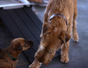 haseland-210718-171 - Kopie - Kopie - Kopie Irish Terrier Mutterhündin spielt mit Welpe