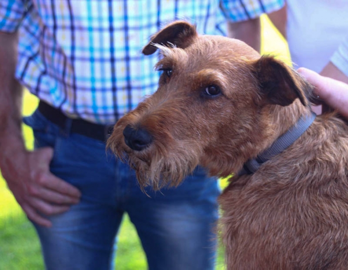 Irish Terrier beim Trimming