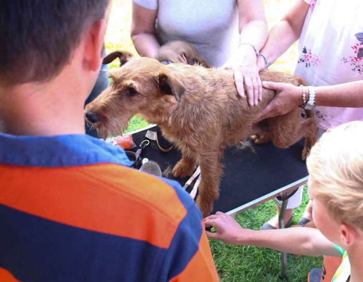 Irish Terrier Trimming