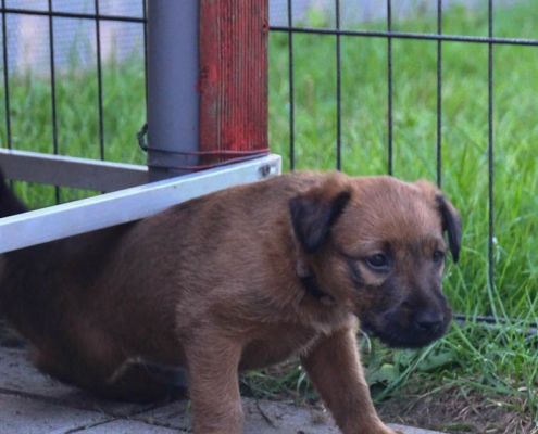Welpe im Welpenpark