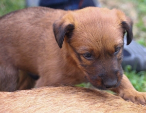 Irish Terrier Welpe im Garten Irish Terrier Welpe versucht an die Milchbar zu kommen