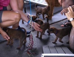 Irish terrier vom haseland Welpenbesuchtstag 2018 vier irish Terrier welpen speilen mit dem menschen
