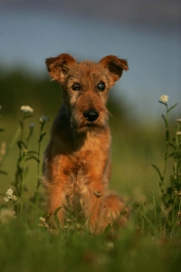 Julia von der Lichtenheide 16 Jahre Julia von der Lichtenheide als alter Irish Terrier beim Fotoshooting