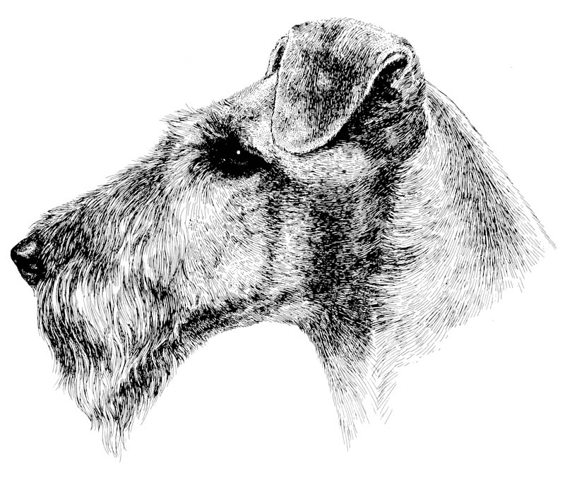 Kupferstich Irish Terrier Gangbild Kupferstich Irish Terrier Kopf