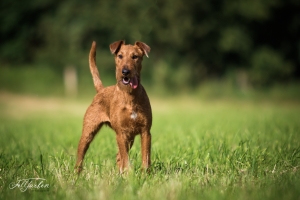 Nezhnoye Plamya Shammi Käthe of Haseland Irish Terrier Käthe of Haseland auf einer Wiese vom Fotografen