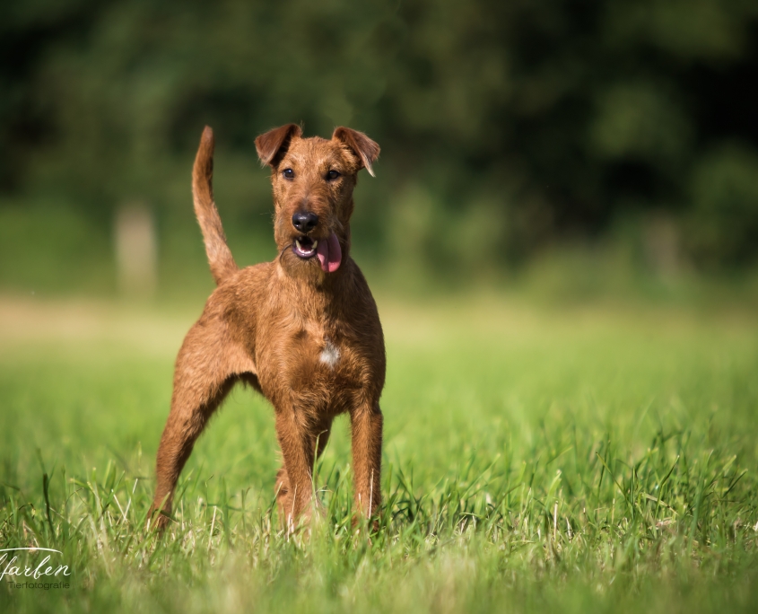Nezhnoye Plamya Shammi Käthe of Haseland Irish Terrier Käthe of Haseland auf einer Wiese vom Fotografen