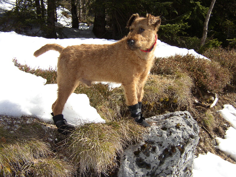Digitale Hyperkeratose ein erkrankter Rüde Stanley ein an ditigalter Hyperkeratose erkrankter Irish Terrier