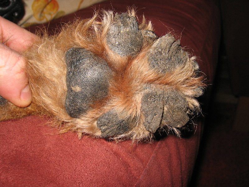 Irish Terrier Pfote mit Corny Feet Irish Terrier Pfote mit Corny Feet