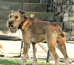 Irish Terrier vom Haseland Irish Terrier Rüde dreht sich um