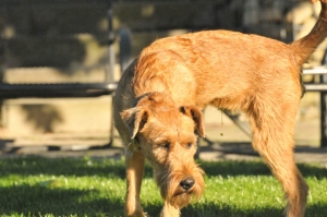 Irish Terrier vom Haseland Dean vom Haseland