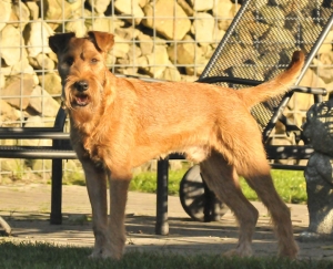 Irish Terrier vom Haseland Dean vom Haseland im Garten