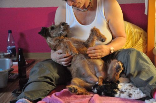 2009 Q udn Rwurf Geburt 205 Hier wird die Mutterhündin Käthe verwöhnt, sie in den armen der Züchterin