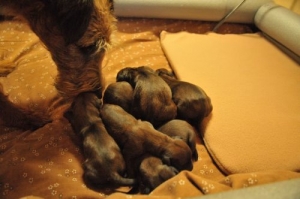 2009 Q und Rwurf Geburt 258 Die welpen sind gerade geboren.