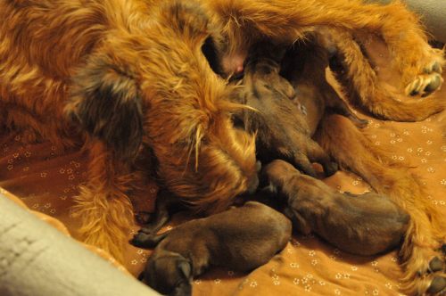 R2 Wurf Käthe mit ihren Welpen Irish Terrier Hündin umarmt ihre Welpen