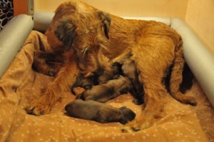 R2 Wurf Käthe mit ihren Welpen irish Terrier Hündin säubert ihre Welpen