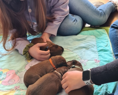 S2 Wurf vom Haseland Welpen mit zwei Wochen und Besucher